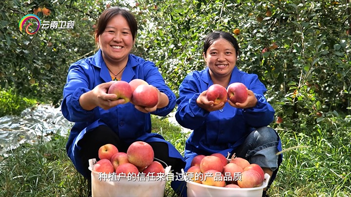 《云南卫视》播报：云煤集团解化好肥助力“三农”生长，，，，，，共绘墟落振兴“幸；；怼