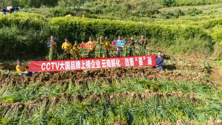 墨江象鼻村生姜大丰收！从莳植、施肥到采摘，，，云南解化全程“呵护”